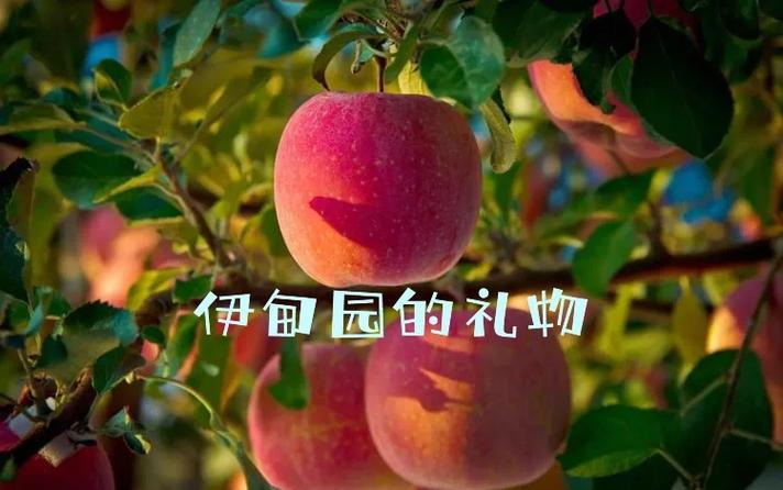 苹果手机保存照片