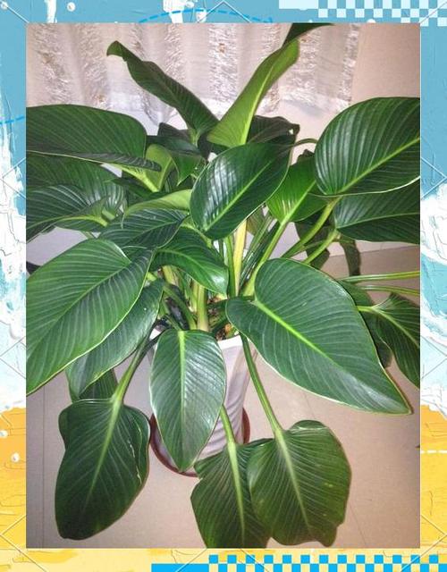 耐阴的室内植物图标