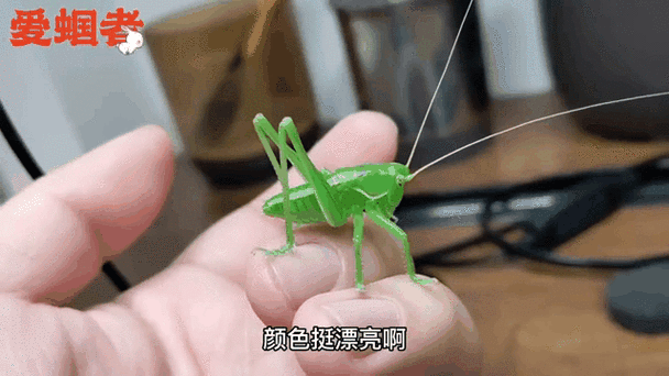 母蝈蝈叫声图标