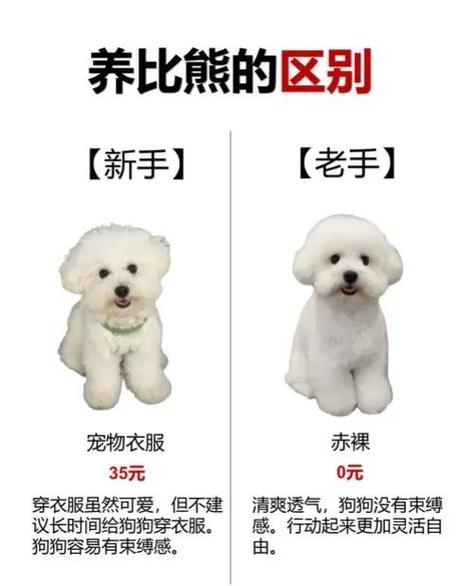 比熊价格表2026价目表游戏截图
