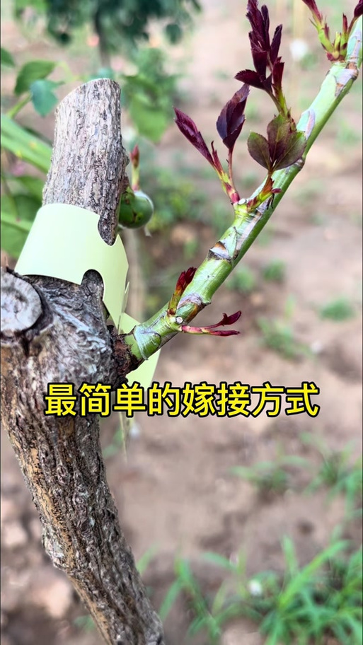 花木嫁接技术视频教程缩略图