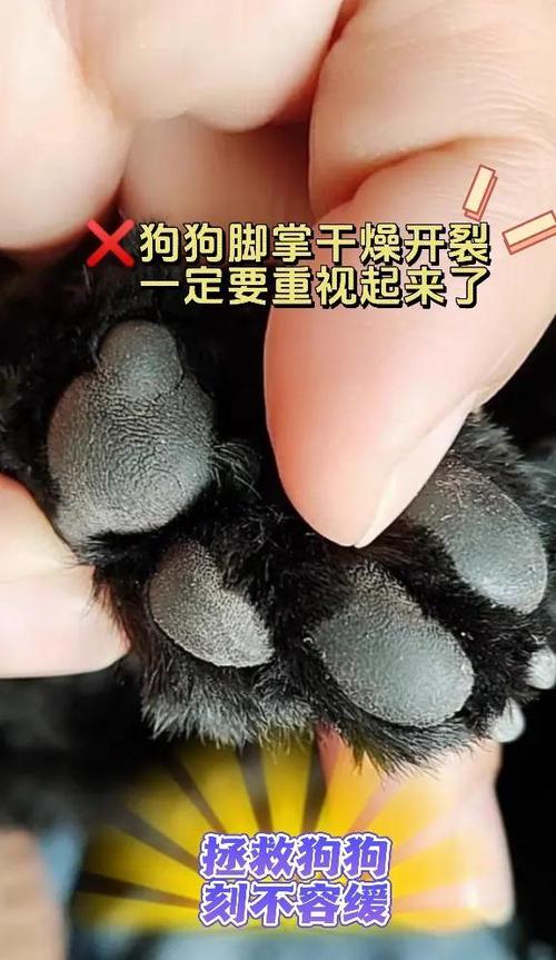 狗狗脚掌红肿