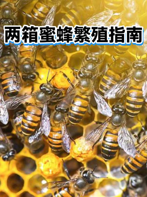 mc蜜蜂怎么繁殖缩略图