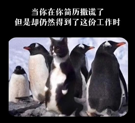 你的企鹅什么意思缩略图