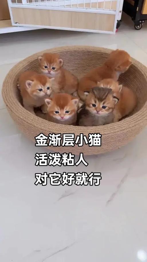 金渐层粘人吗缩略图