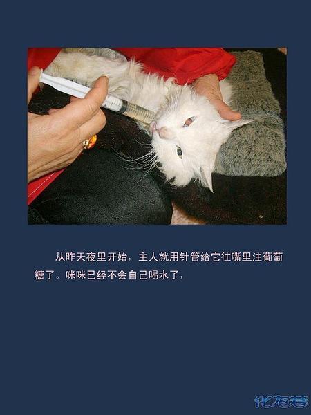 稚猫三部曲在线观看免费第1集缩略图