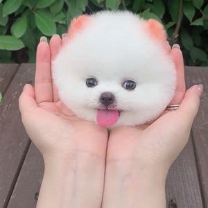 什么宠物好养又干净缩略图