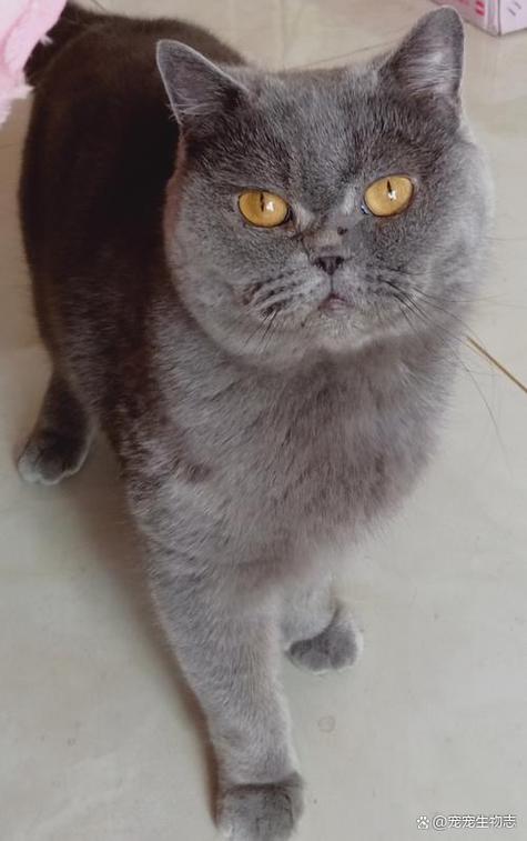 蓝猫性格和特点