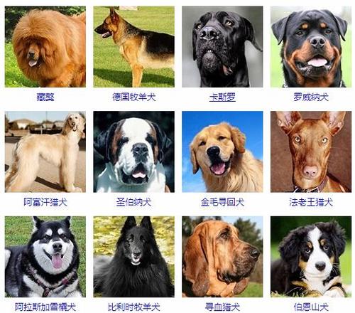 狗品种大全缩略图