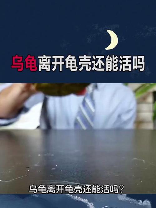 乌龟死后龟壳可以留吗图标