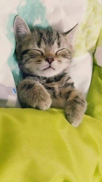 睡着的小猫咪官方版游戏截图