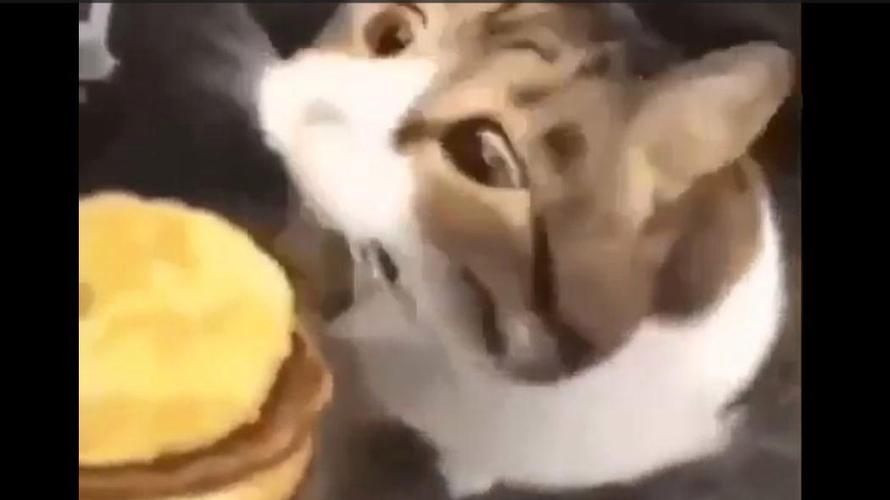 猫咪能吃芝士吗缩略图