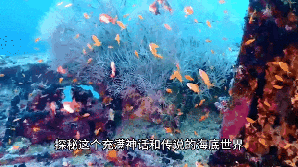 海底传说吧缩略图