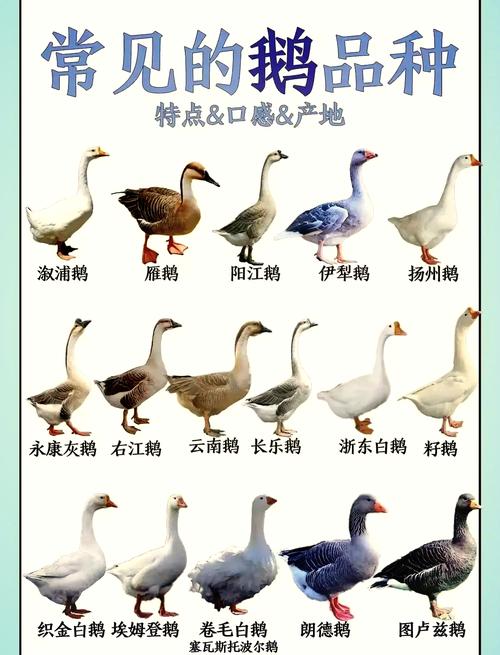 宠物鹅一般什么品种