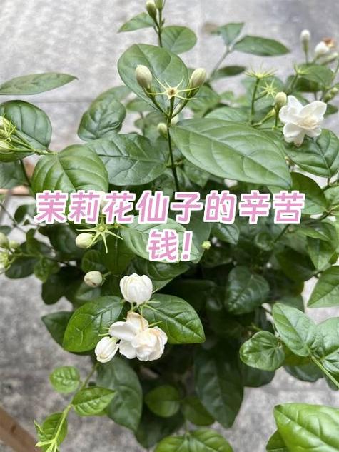 种茉莉花赚钱吗缩略图