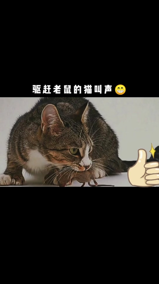 猫的叫声吓老鼠试听缩略图