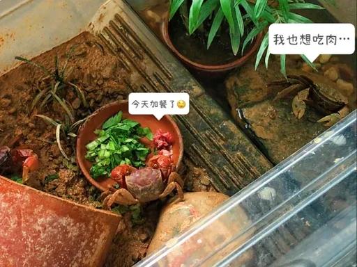 养螃蟹缩略图