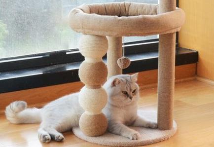 猫咪喜欢和猫咪玩吗