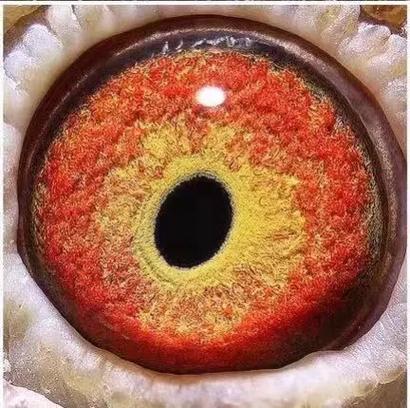 最好的三种鸽眼图标