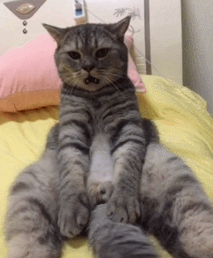 小猫gif动态表情包缩略图