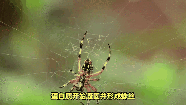 蜘蛛吐丝图片缩略图
