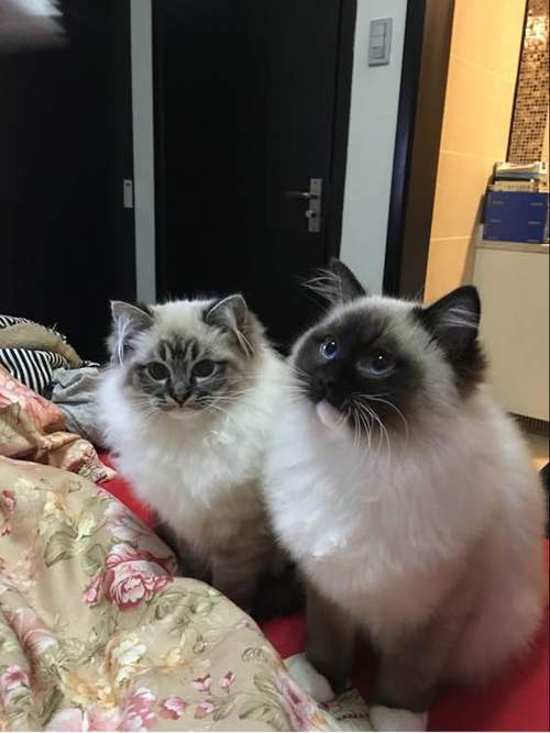爱猫吧缩略图