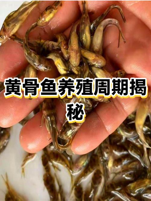 养黄骨鱼利润大吗