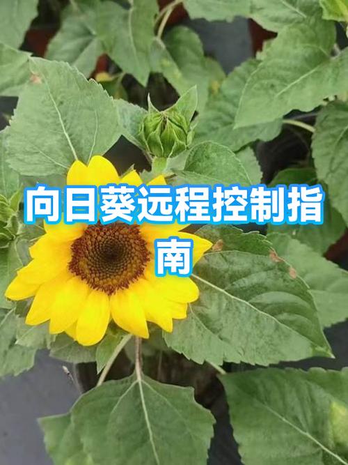 远程向日葵识别码在哪游戏截图
