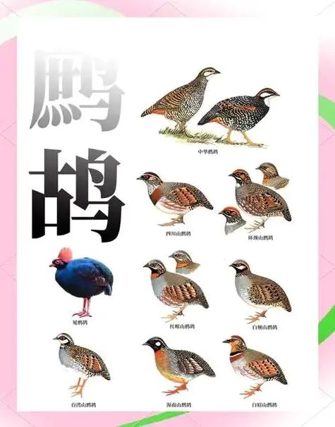 家里养鹧鸪的害处缩略图