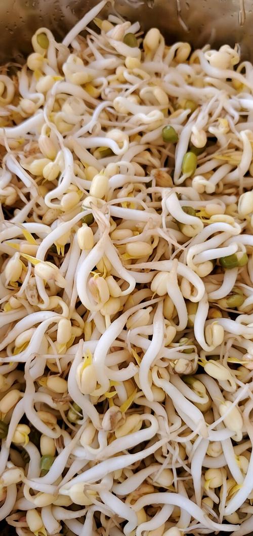 笨豆芽为什么叫笨豆芽缩略图