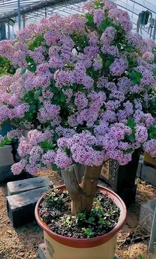 玉树开花图片欣赏游戏截图