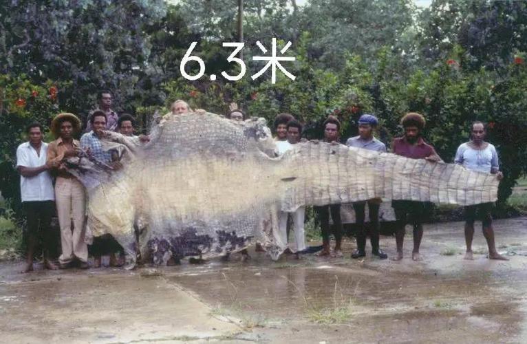 鳄鱼纪录片十大必看