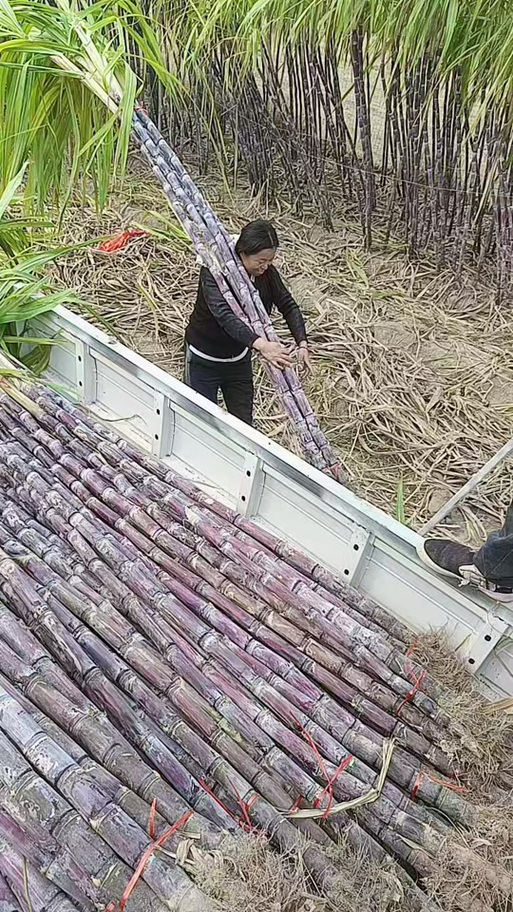种植甘蔗的视频缩略图