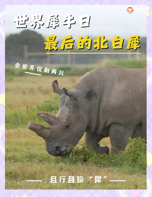 白犀牛的保护级别缩略图