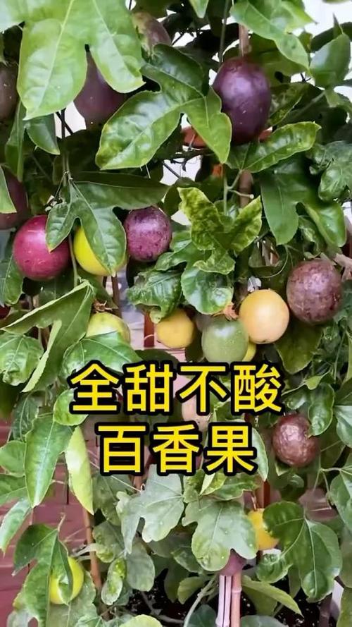 草的水果有哪些