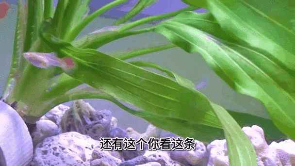 水草缸不养鱼用过滤吗