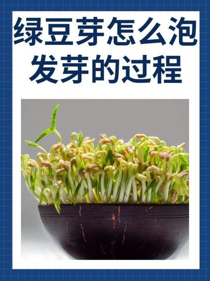 生豆芽最简单的方法游戏截图