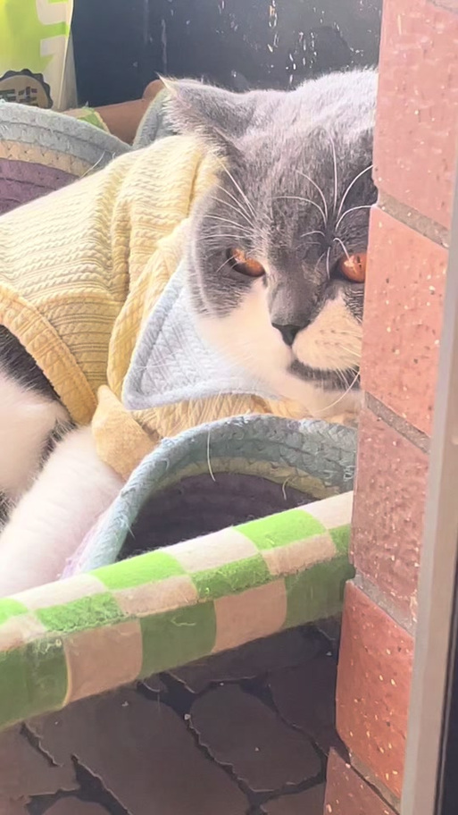 猫咪影视猫咪视频大全缩略图