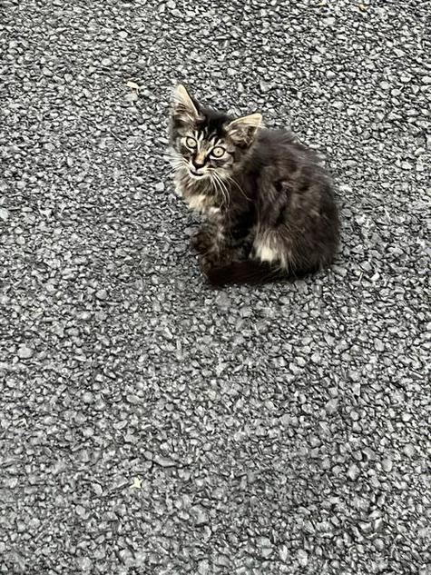 在哪里容易捡到小猫