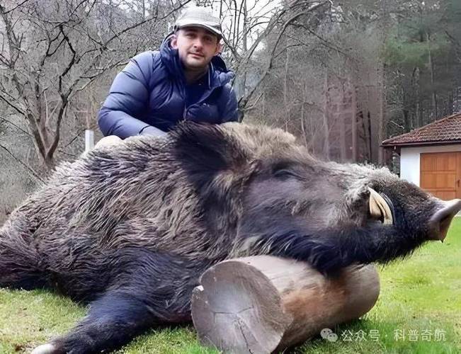 美国巨型野猪缩略图