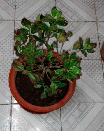 栀子花叶尖生锈一样怎么办图标