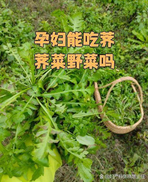 荠菜孕妇能吃吗缩略图