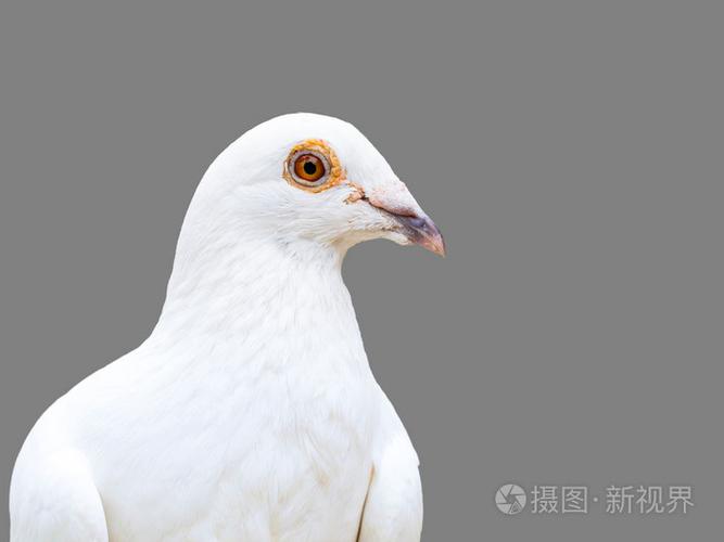 白色鸽子和灰色鸽子有什么区别游戏截图