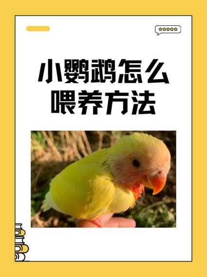 鹦鹉妈妈怎么喂小鹦鹉缩略图