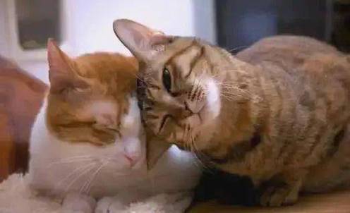 猫猫喜欢在我腿上蹭来蹭去图标