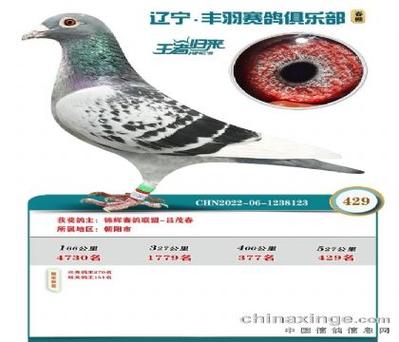 各地公棚中国信鸽网图标