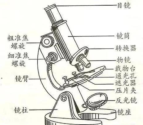 使用显微镜的方法步骤缩略图