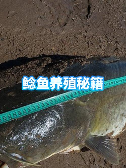 鲶鱼吃什么东西长得最快图标