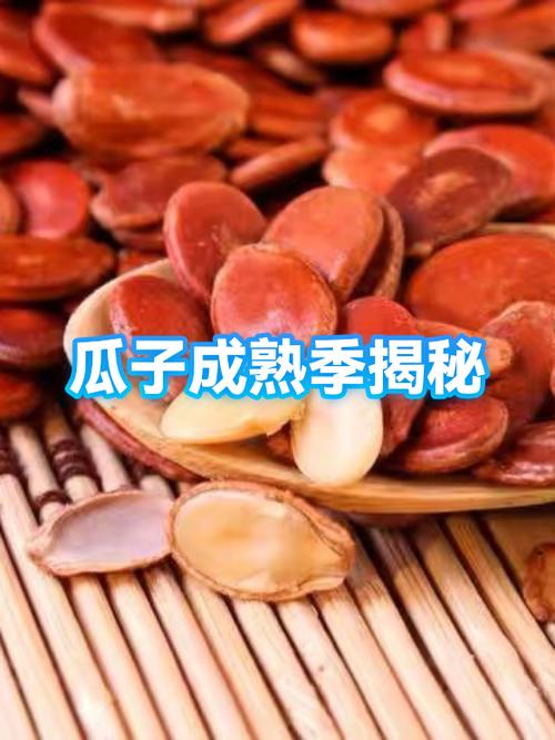 黑瓜子是什么瓜里的籽游戏截图