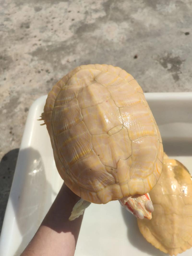 乌龟可以进化白果吗